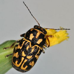 Pachybrachis tesselatus Pachybrachis tesselatus